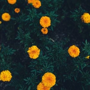 Meet your Posher, Roya